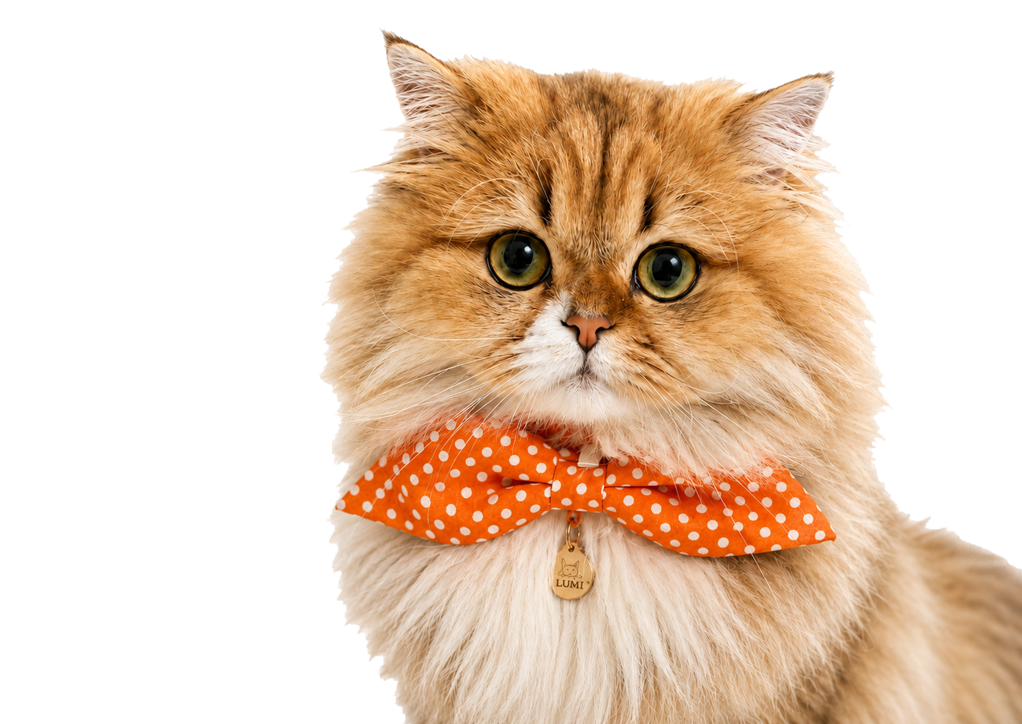 Lumi wearing her orange bow